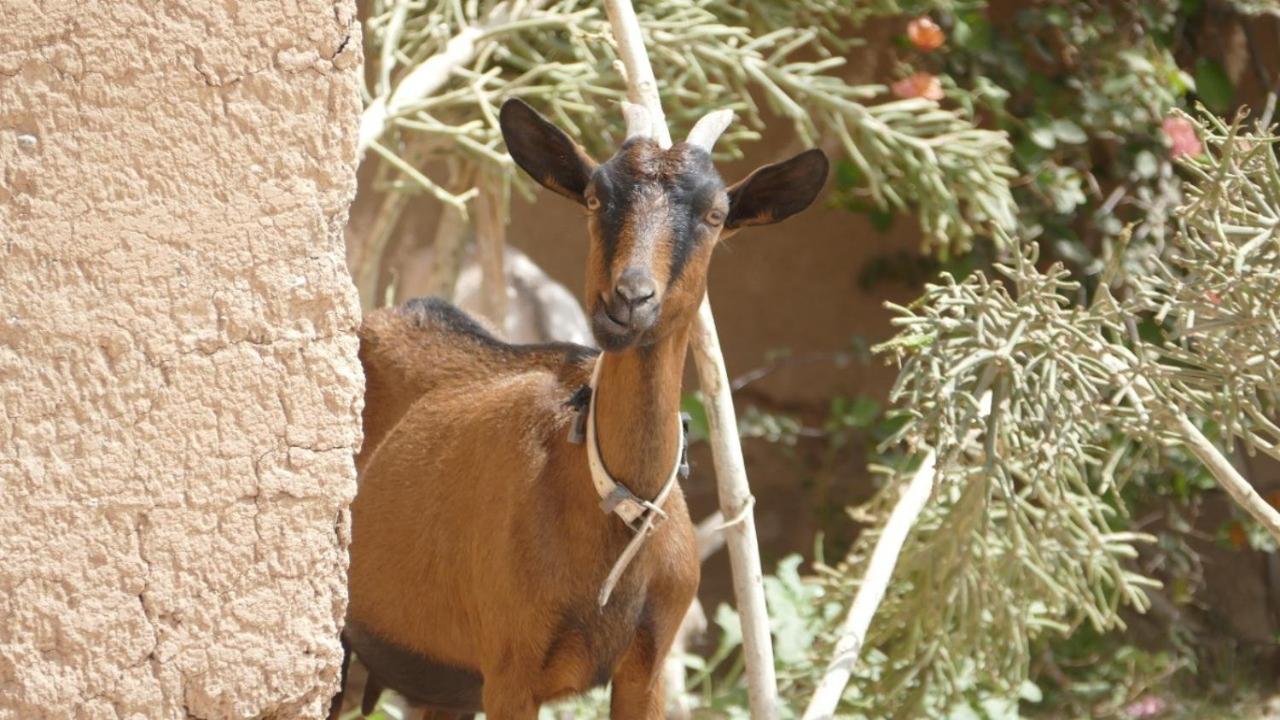 Jnane Zohra Taroudant